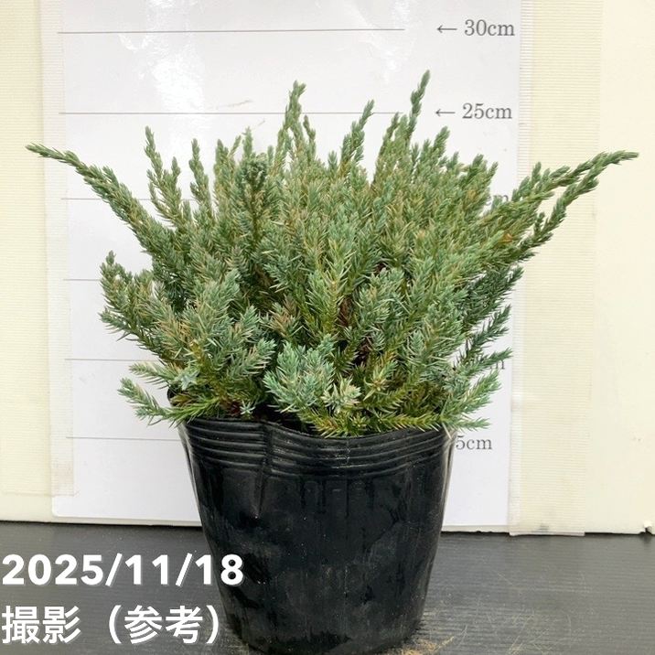 コニファー這性 ブルーカーペット 5号｜花木10-TU