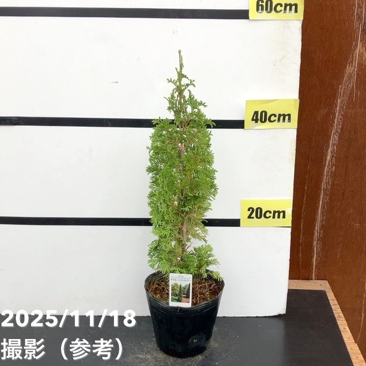 コニファー立性 デクルーツスパイアー 5号｜花木10-TU