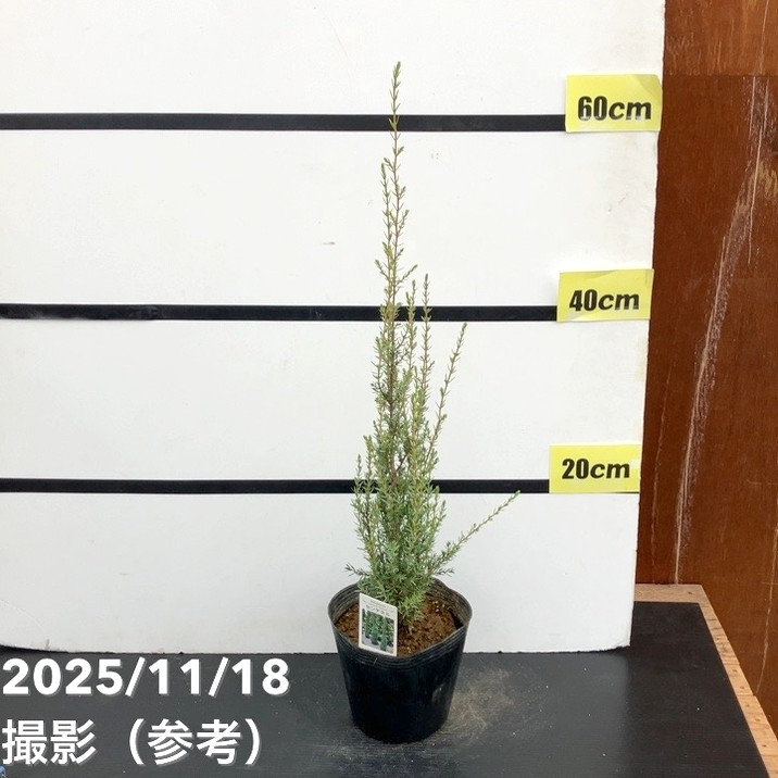 コニファー立性 センチネル 5号|花木10-TU