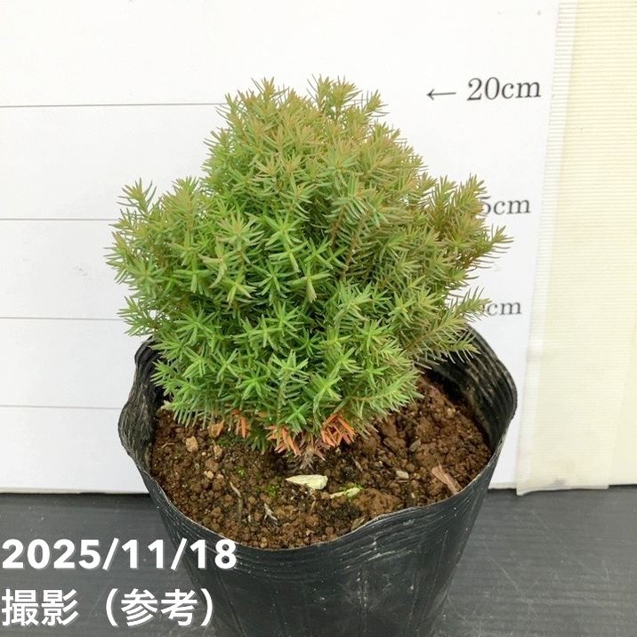 コニファー テディ 5号｜花木10-TU