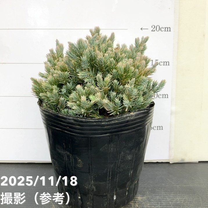 コニファー ブルースター 5号｜花木10-TU