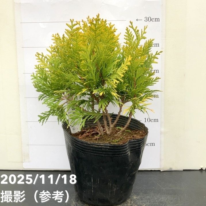 コニファー ゴールデングローブ 5号｜花木10-TU