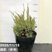 リューカデンドロン デュリフ 5号｜花木10-TU | 花木・庭木 | 赤塚