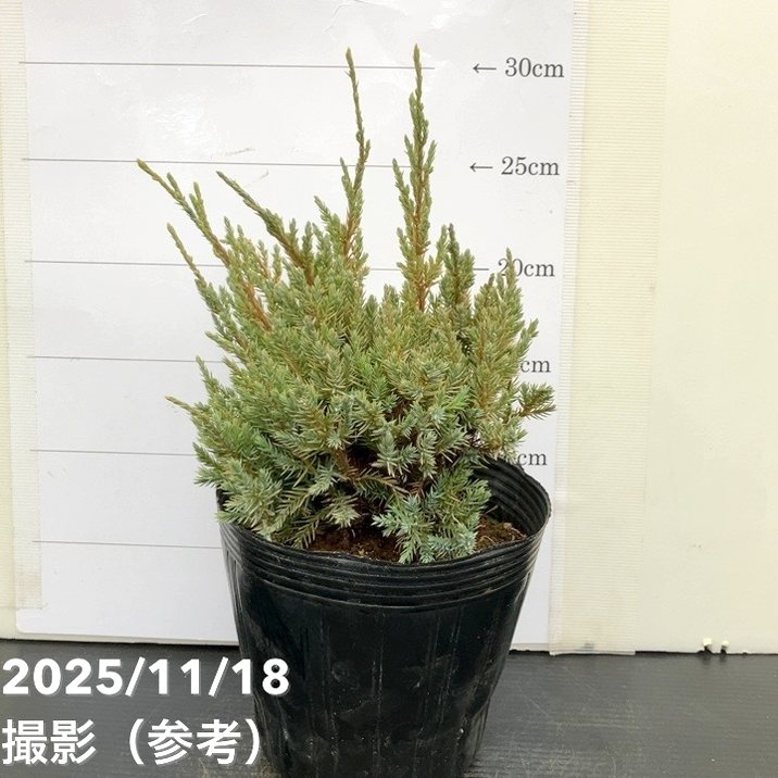 コニファー ドリームジョイ 5号|花木10-TU