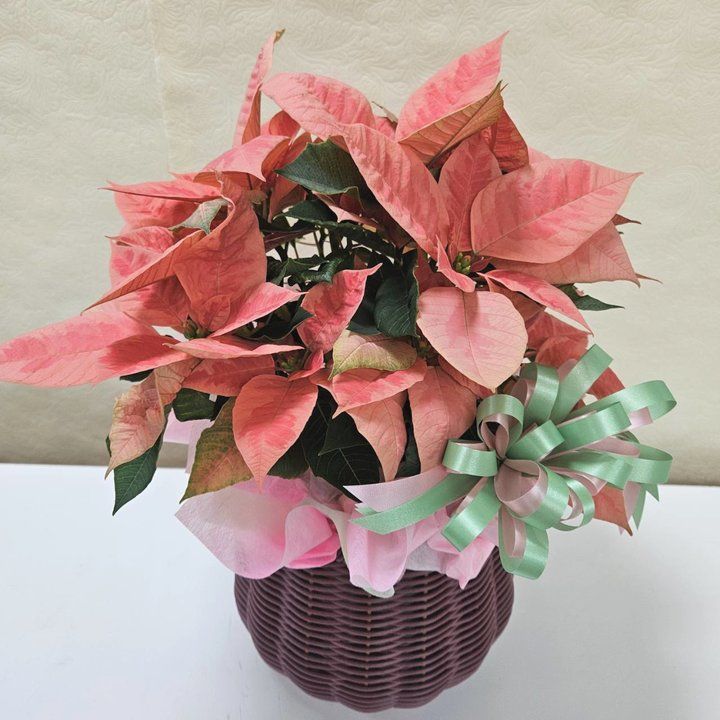 ポインセチア ピンクシャンパン