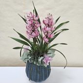 ユッカ 8号 デスメティアーナ（Yucca desmetiana）｜花木01-D1 | 赤塚