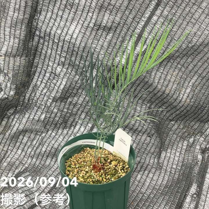観葉・多肉,ソテツ類の購入なら赤塚植物園オンライン 花の音｜花苗