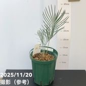 激レア！現品お届け】サイカス カイルンシアナ（ブルーソテツ）10号