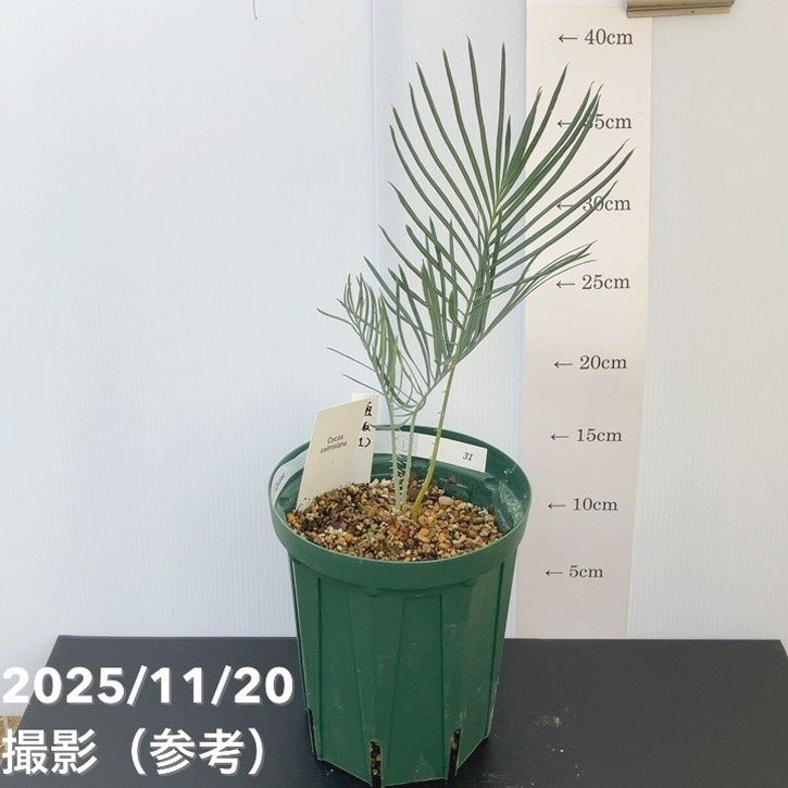 【激レア！現品お届け】サイカス カイルンシアナ（ブルーソテツ）5号スリット鉢 （1） ｜観葉01-D1