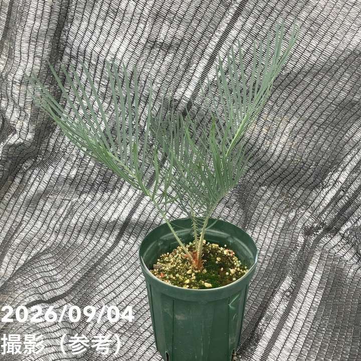 観葉・多肉,ソテツ類の購入なら赤塚植物園オンライン 花の音｜花苗