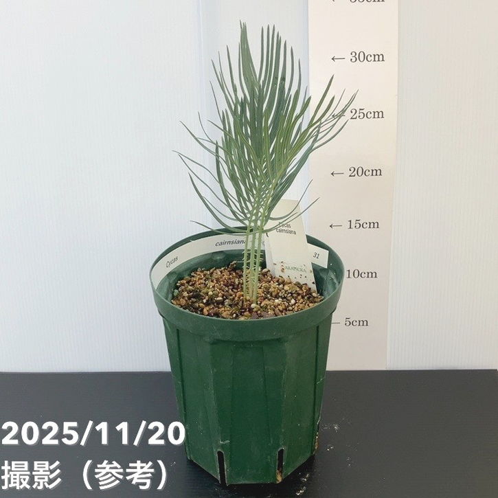 【激レア！現品お届け】サイカス カイルンシアナ（ブルーソテツ）5号スリット鉢 （2） ｜観葉01-D1