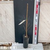 パンパスグラス エビータ 4号｜草花04-PA | 草花,[季節の草花] | 赤塚