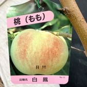 梨 ナシ 甘太 かんた 5号 1年生 PVP｜果樹04-PA | 果樹 | 赤塚植物園