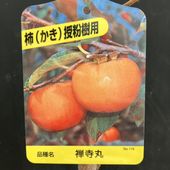 デコポン 不知火 5号 1年生苗｜柑橘｜果樹04-PA | 果樹,柑橘 | 赤塚