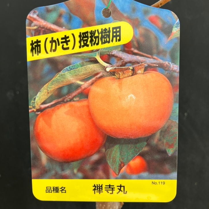 ミルクフルーツ 接木苗 水晶柿 スターアップル 希少果樹 ミルク