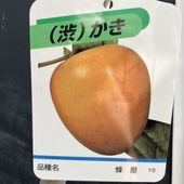 みかん 青島温州 4号ロングポット 1年生苗｜柑橘｜果樹04-PA | 果樹