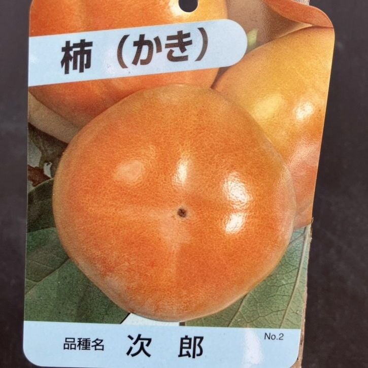 果樹,カキの購入なら赤塚植物園オンライン 花の音｜花苗・ガーデニング