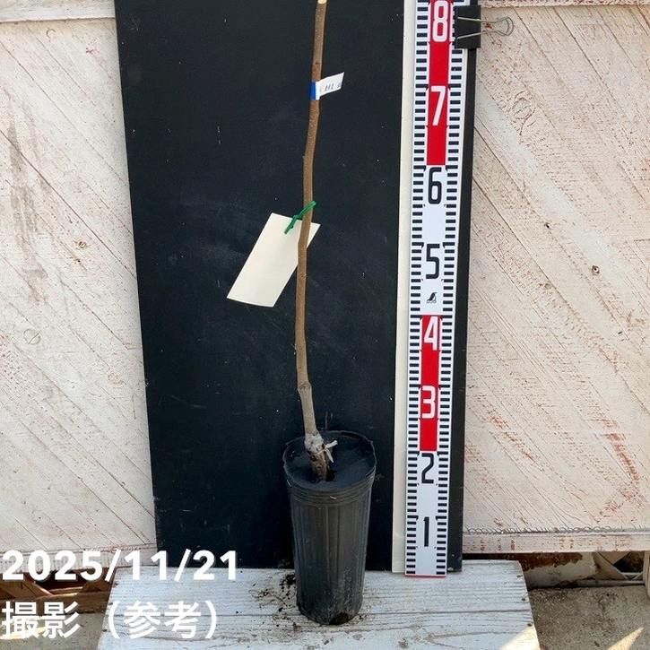 果樹,カキの購入なら赤塚植物園オンライン 花の音｜花苗・ガーデニング