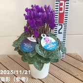 レア品種！シクラメン　ドラゴン ２色　イリュージア　ピンクラテ　３鉢セット レア品種！シクラメン ドラゴン 2色 イリュージア ピンクラテ 3鉢