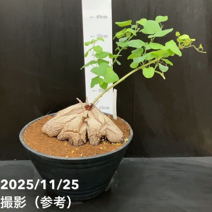 アフリカキッコウリュウ