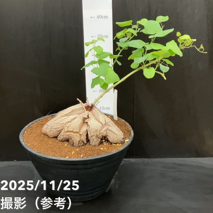 期間限定10％OFF！】【現品お届け】アフリカ亀甲竜 9号｜観葉10-TU