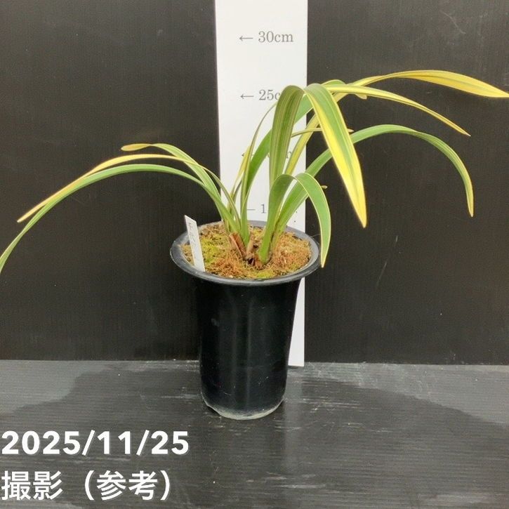 キンリョウヘン 花芽付き