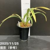 花芽6個以上＞キンリョウヘン 6号大株（原種 赤花系）｜ミツバチ蘭｜洋