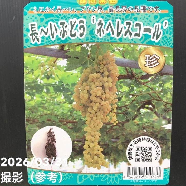 ブドウ ネヘレスコール 4.5号｜果樹04-PA