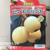 フェイジョア クーリッジ 8号｜s200｜果樹04-PA | 果樹 | 赤塚植物園