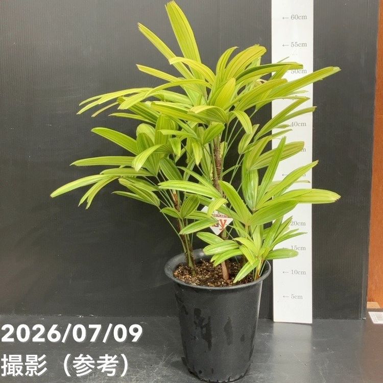 決算P5倍！10%OFF！8/2まで】観音竹 綾錦 6号｜観葉10-TU | 観葉・多肉