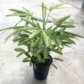 斑入りパキラ ミルキーウェイ 5号｜観葉04-PA | 観葉・多肉,パキラ