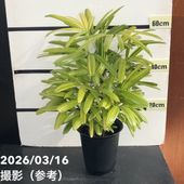 観音竹 観音竹 瑞晃錦 4号｜観葉10-TU | 観葉・多肉 | 赤塚植物園オンライン