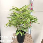 現品お届け】フィロデンドロン カローサム（カロッスム）4号（MI5