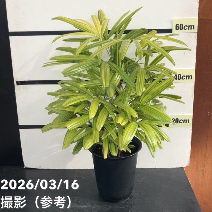 観音竹 綾錦 7号｜観葉10-TU