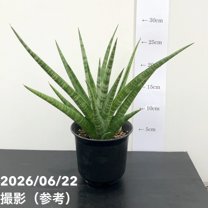 赤塚植物園自社農場,サンスベリア（サンセベリア）,サンセベリア1点物