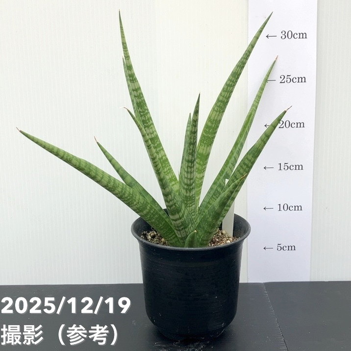 観葉・多肉,サンセベリア,1点物の購入なら赤塚植物園オンライン 花の音