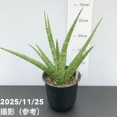 現品お届け】アガベ 4号 チタノタ クラブ Agave titanota Crab（A36