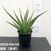 現品お届け】サンスベリア 5号 パウエル 白プラ鉢仕様（S160）｜観葉02