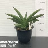 現品お届け】アガベ 4号 チタノタ タワーオブバベル Agave titanota
