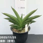 ✩11月7日 夕刻に撮影 ❢ 旋回系　サンセベリア・ロリダ　鉢付き発送ヨロシク〜 期間限定10％OFF！】【激レア！現品お届け】サンスベリア 3号 Yellow