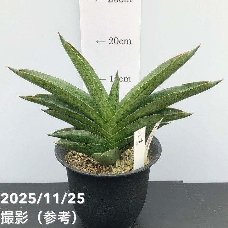 【現品お届け】サンスベリア 4号 アンダマン Andaman プラ鉢仕様（S226）｜観葉02-D2