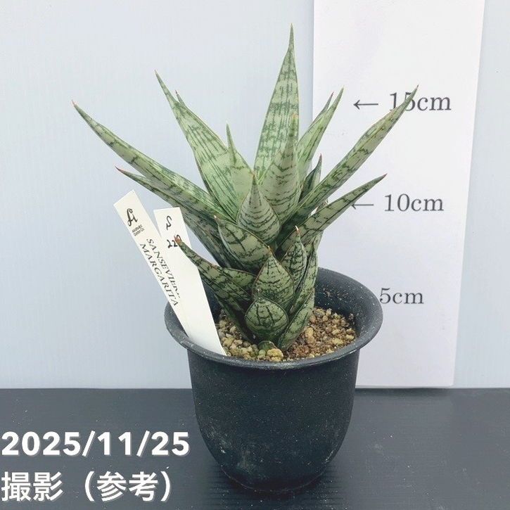 赤塚植物園自社農場,サンスベリア（サンセベリア）,サンセベリア1点物