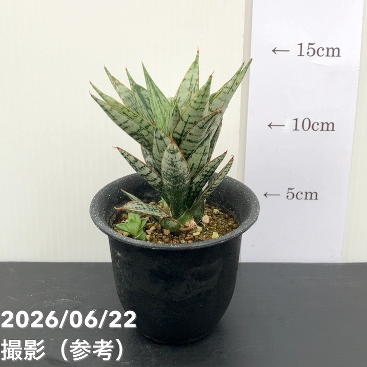 赤塚植物園自社農場,サンスベリア（サンセベリア）,サンセベリア1点物