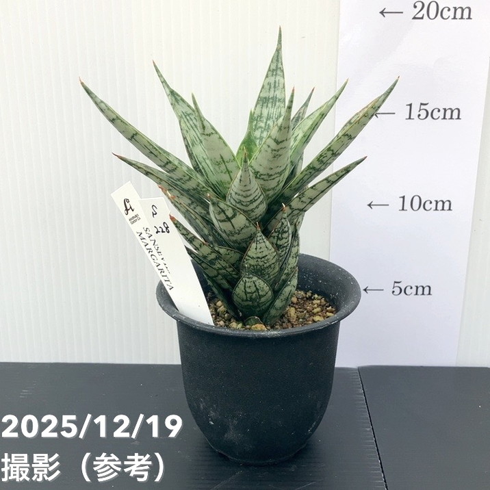 赤塚植物園自社農場,サンスベリア（サンセベリア）,サンセベリア1点物