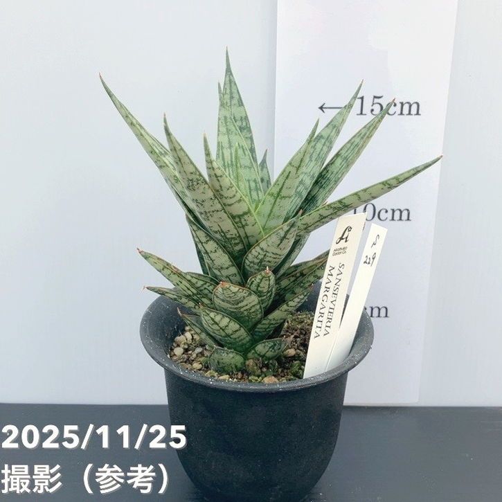 EMP サンセベリア KOBITO 小人 / 親株サイズ SA52 EMP サンセベリア