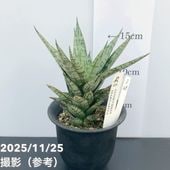 サンスベリア 3号角鉢 タワーブルー Tower Blue 6-7cmポット投げ込み