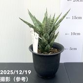 期間限定10％OFF！】サンスベリア 3号角鉢 シューター Shooter 6-7cm