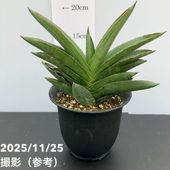 激レア！現品お届け】サンスベリア 3.5号 雪女 ユキオンナ プラ鉢