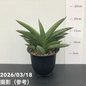 現品お届け】サンスベリア 5号 モトムケニア 充実クランプ株 プラ仕様