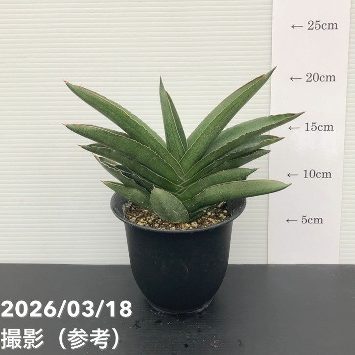 【現品お届け】サンスベリア 4号 アンダマン Andaman プラ鉢仕様（S227）｜観葉02-D2